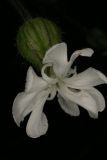 Silene latifolia subsp. alba RCP5-2012 151 (6).JPG